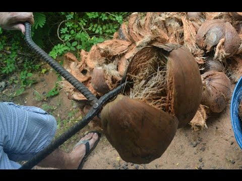 Simple DIY Homemade Coconut Opener