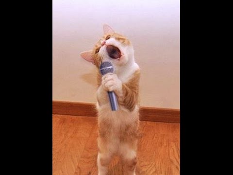 TOP Funny Cat and Dog Dancing and Singing in the World - Mkls