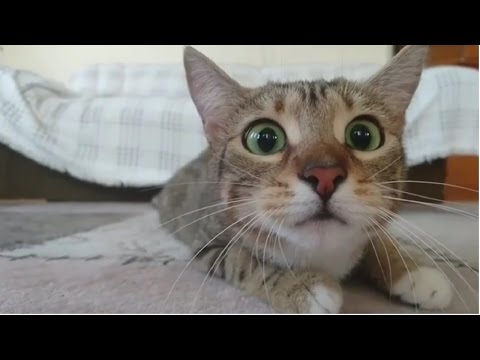 Funny Cats Compilation 2016 - Best Funny Cat Videos Ever