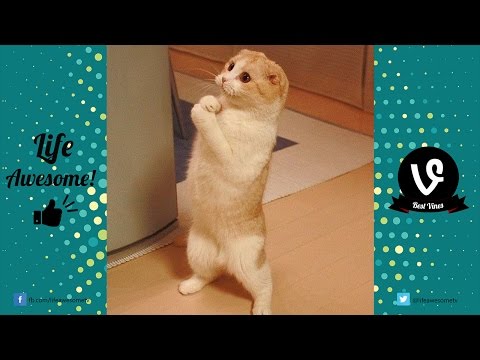 *Try Not To Laugh* Funny Cat Fails Compilation 2017 | Funny Videos 2017 ???? by Life Awesome