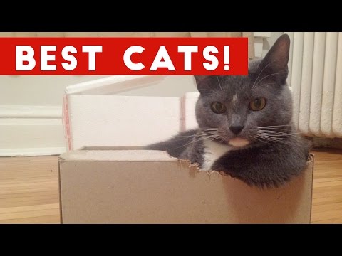 Funny Cat Videos Compilation December 2016 | Funny Pet Videos