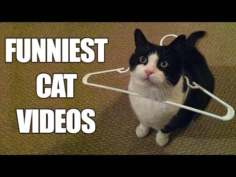 Funny Cats Compilation [MUST SEE] Funny Cat Videos 2016