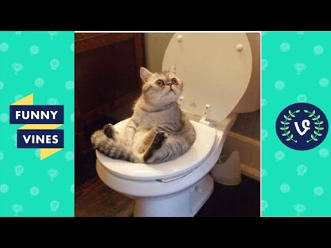 Funny Cats Compilation 2016  - Best Funny Cat Videos Ever || Funny Vines